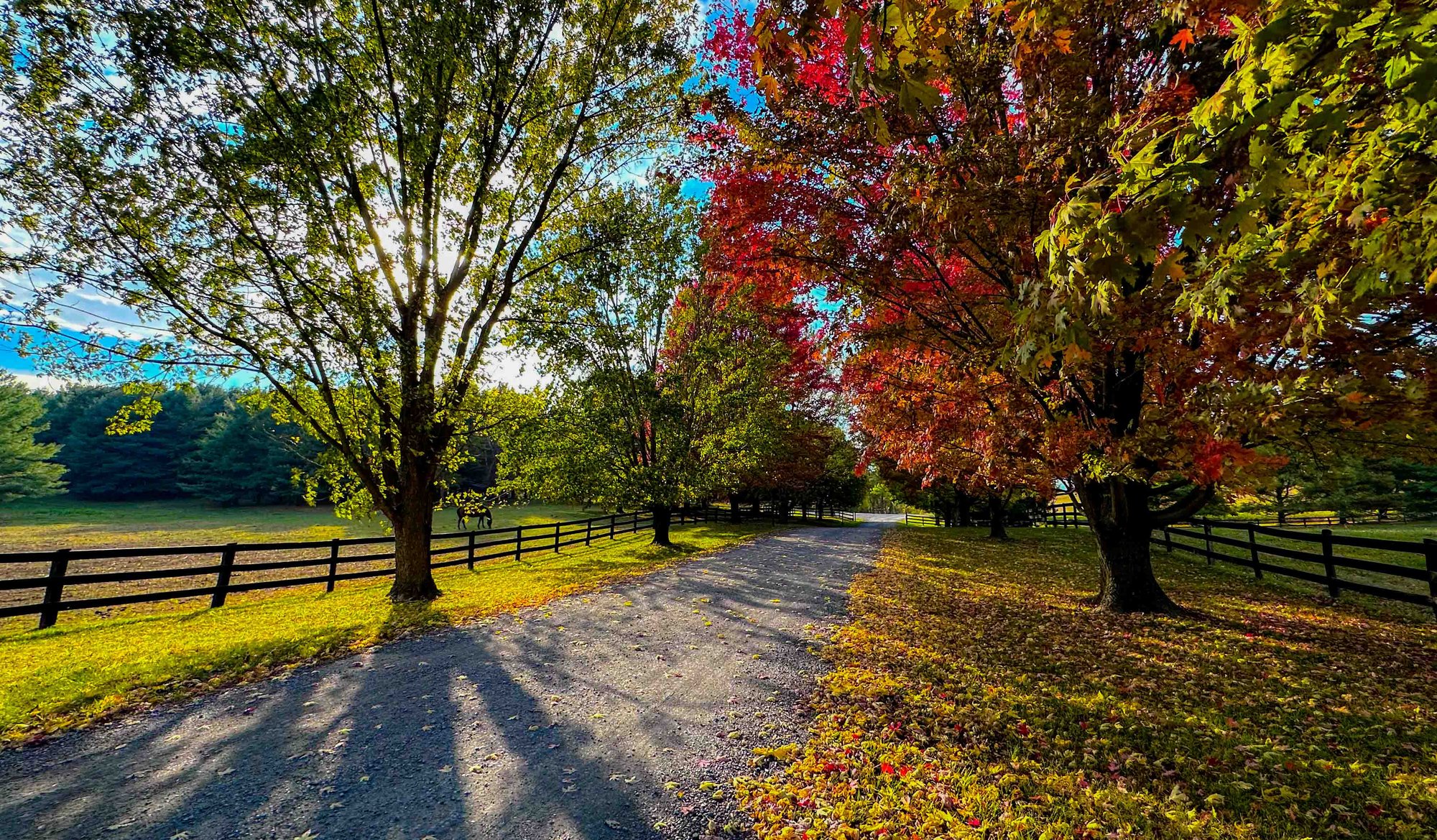 fall